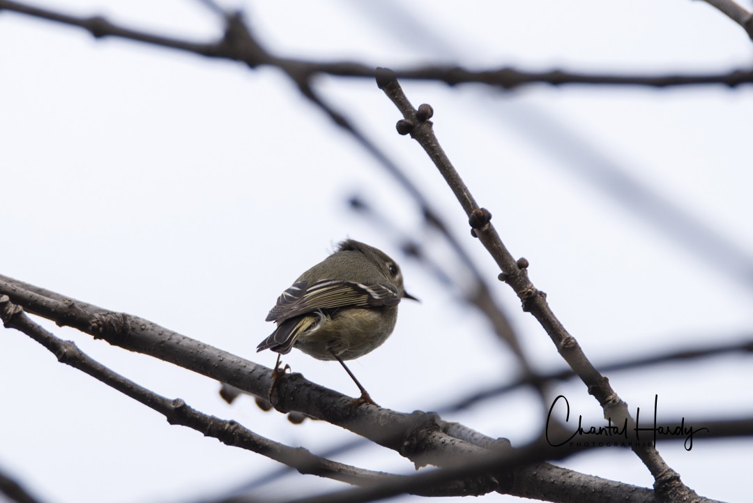 Ruby-crowned Kinglet - ML152674191