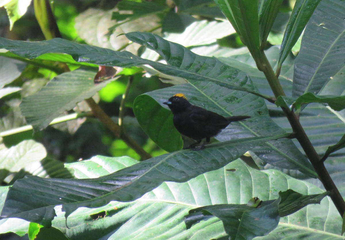 Tawny-crested Tanager - ML152674861