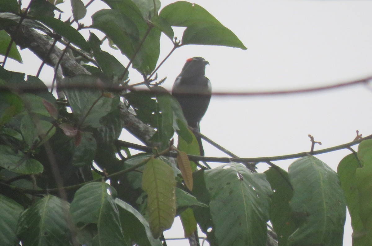 Scarlet-browed Tanager - ML152674951