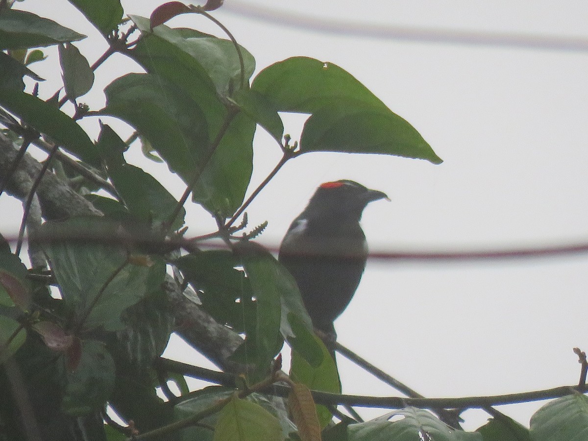 Scarlet-browed Tanager - ML152674961