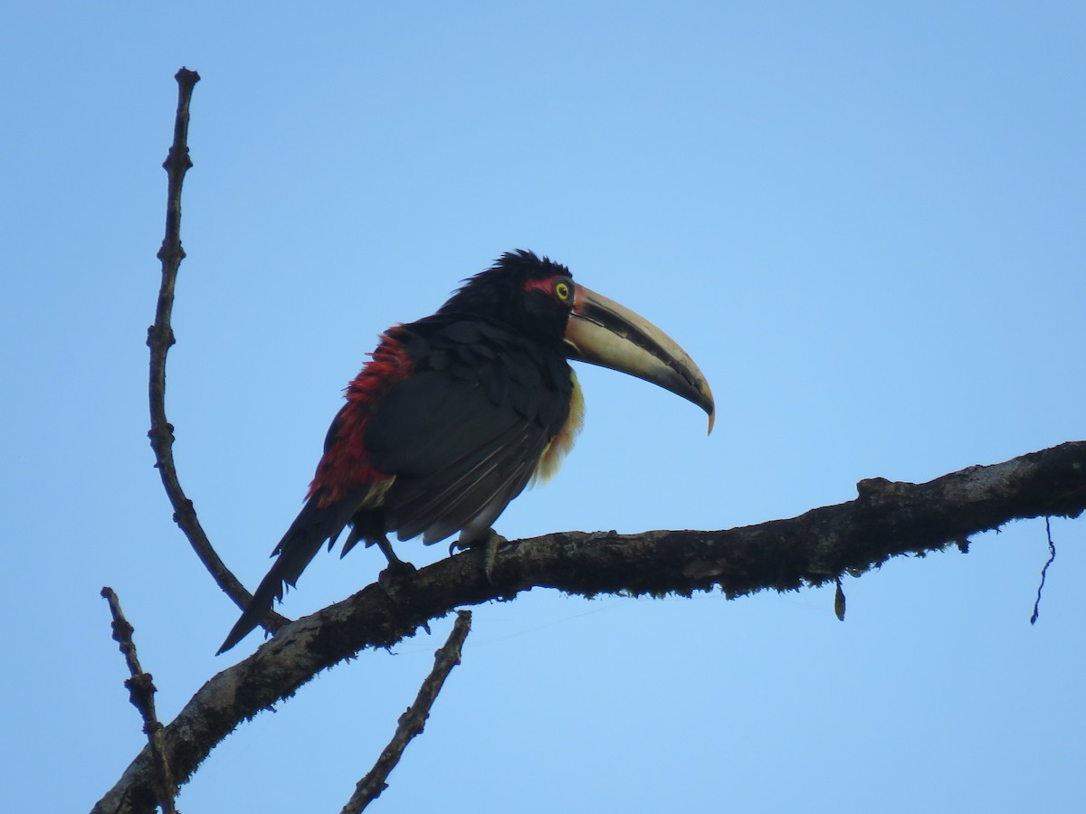 Collared Aracari (Pale-mandibled) - ML152675311