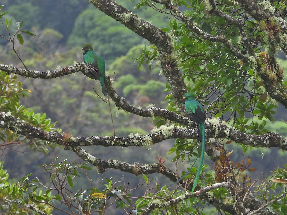 Quetzal Guatemalteco - ML152676211