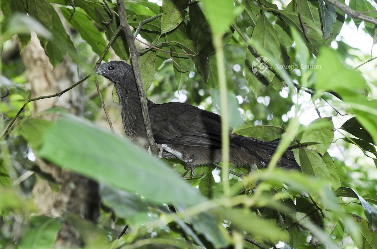 Chachalaca Norteña - ML152676261