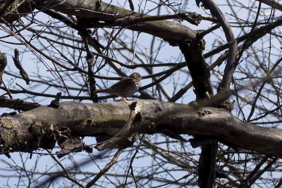 Fox Sparrow - ML152676641