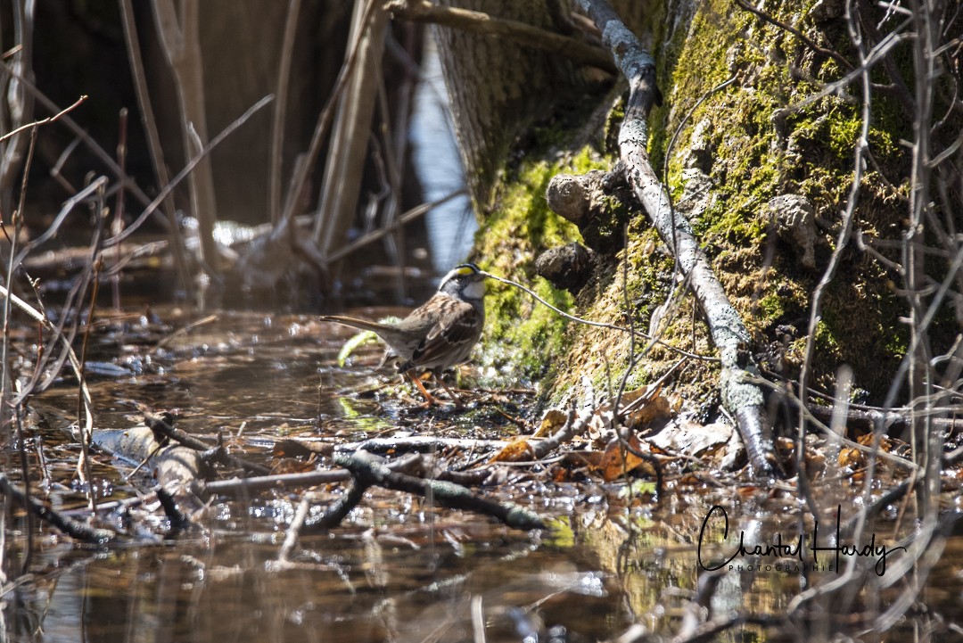 White-throated Sparrow - ML152677161