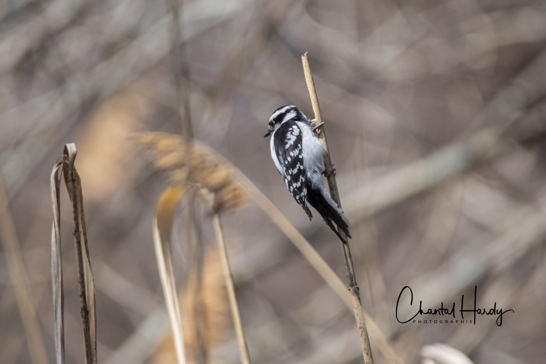 Downy Woodpecker - ML152677731