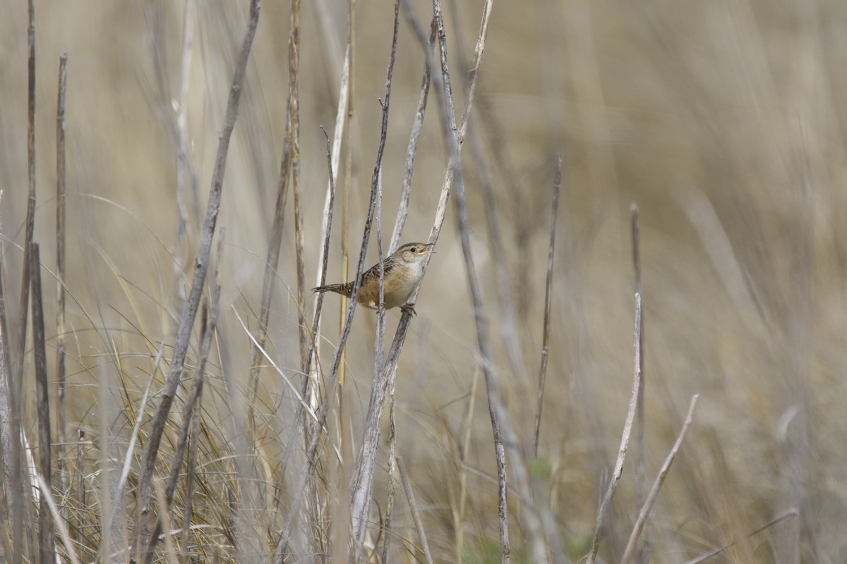 Sedge Wren - ML152677761