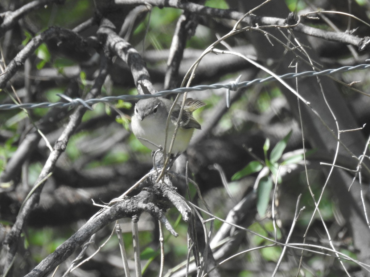 Bell's Vireo - ML152678031