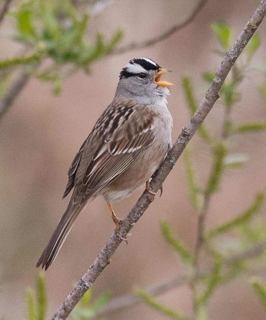 Bruant à couronne blanche - ML152678301