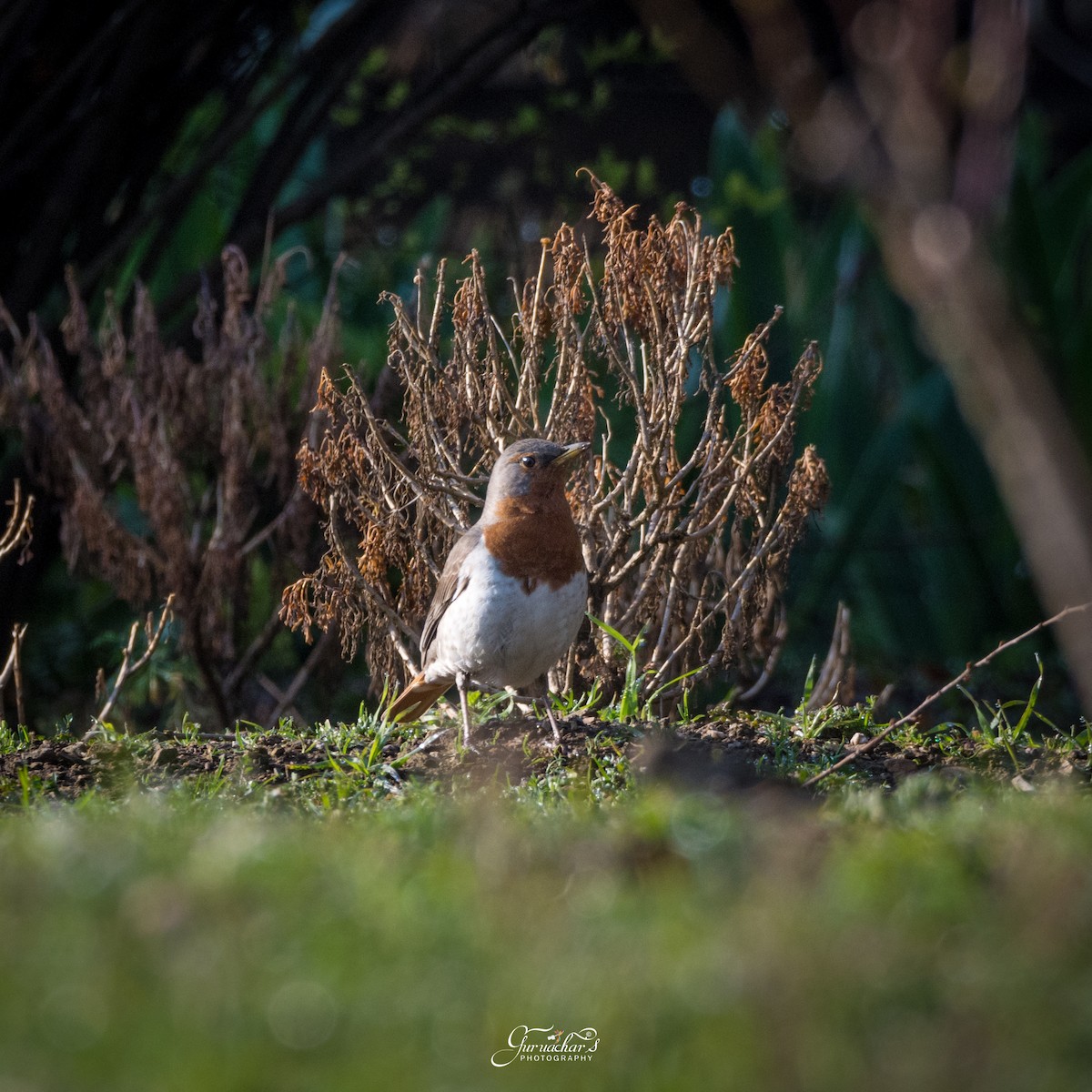 Red-throated Thrush - ML152678511