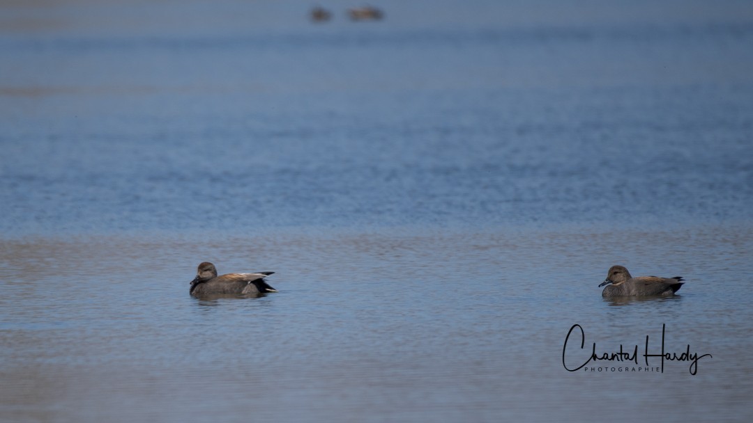 Gadwall - ML152679441