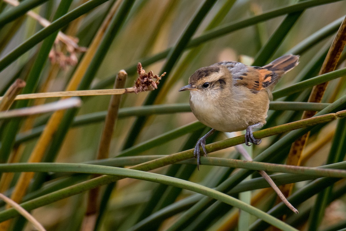 Wren-like Rushbird - ML152679681