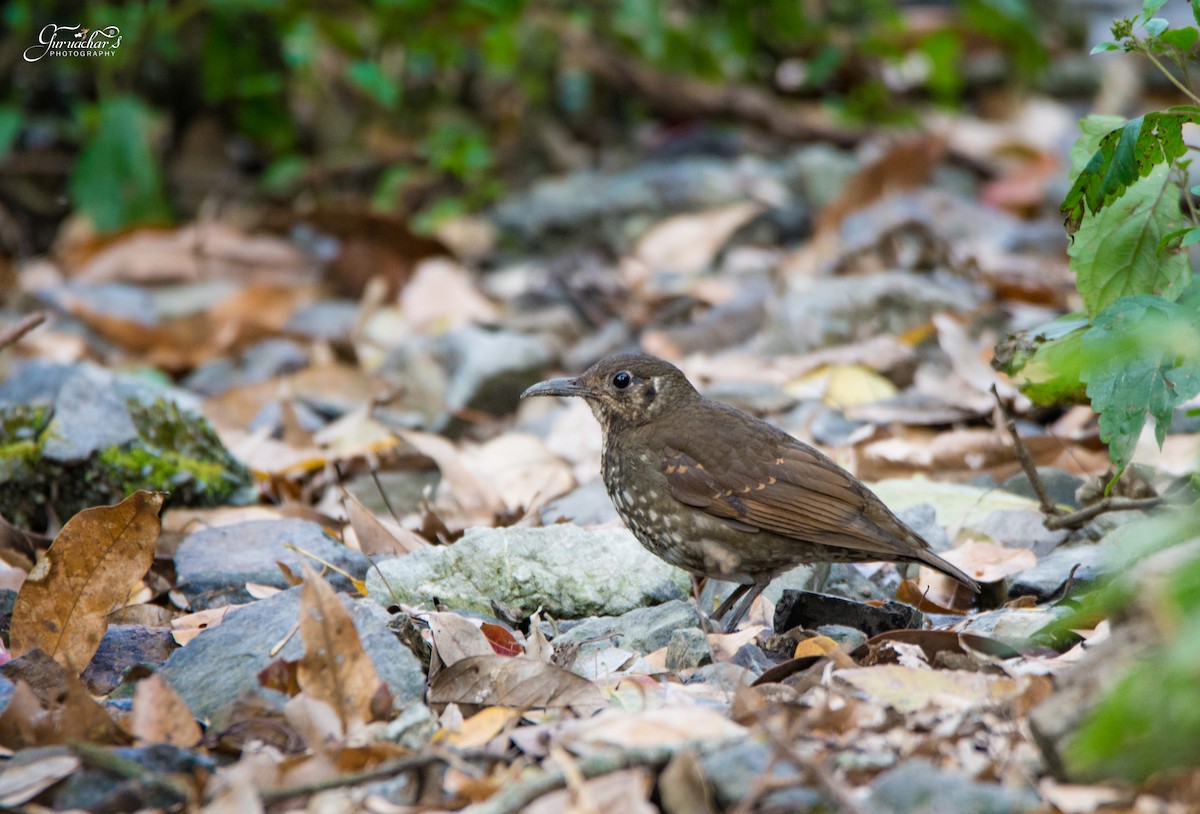 Dark-sided Thrush - ML152679841
