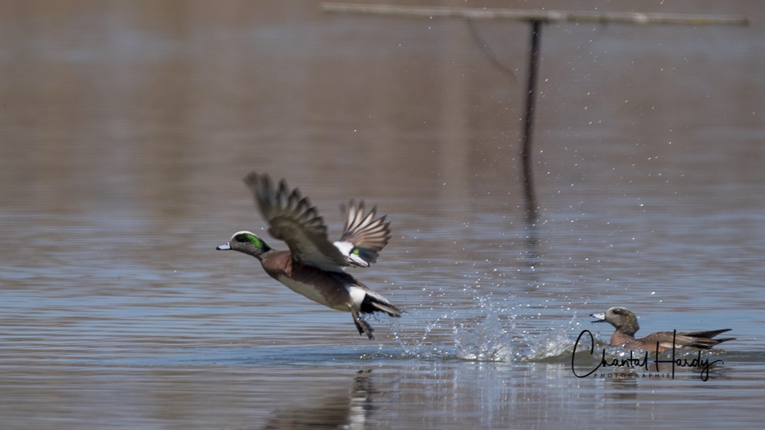 American Wigeon - ML152679881