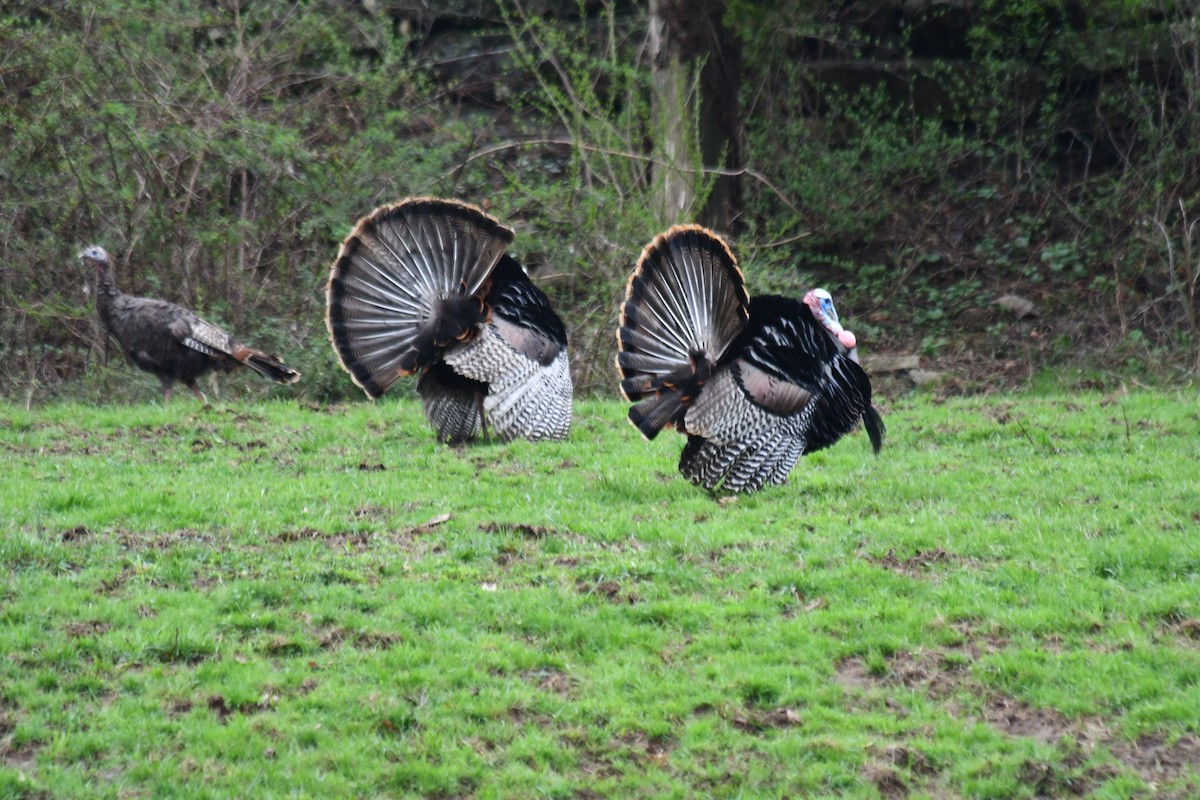 Wild Turkey - Carol & Gary Lemmon