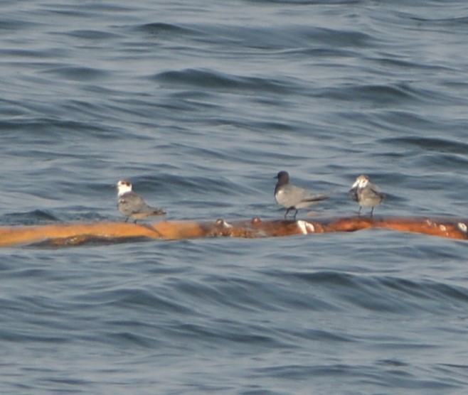 Black Tern - ML152680341