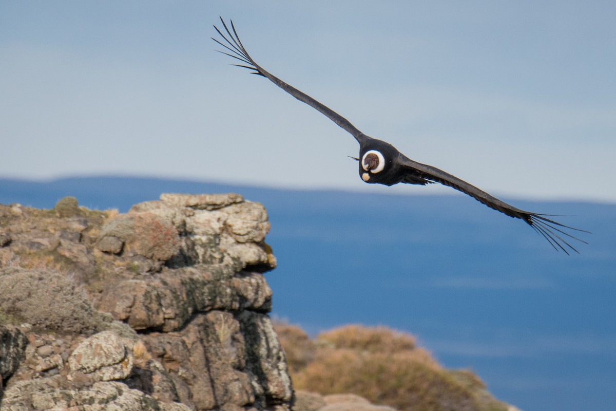 Andean Condor - ML152680351