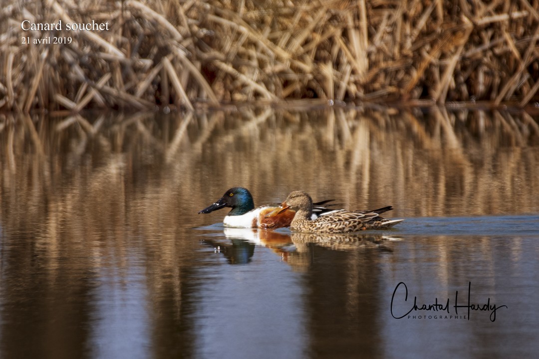 Northern Shoveler - ML152680571