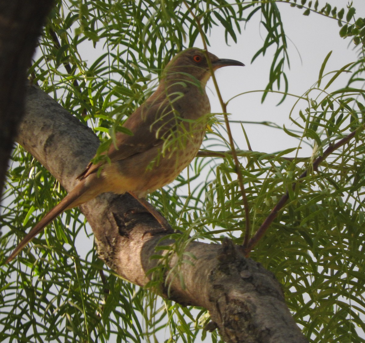 Curve-billed Thrasher - ML152681261