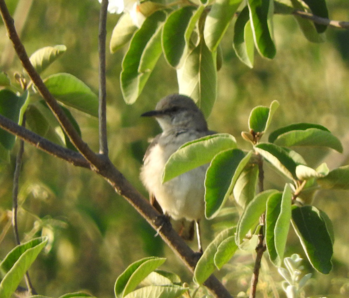 Northern Mockingbird - ML152681431