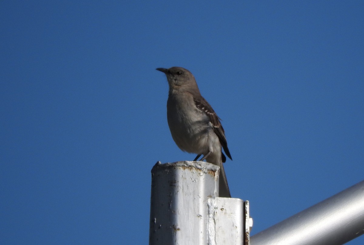 Northern Mockingbird - ML152681661