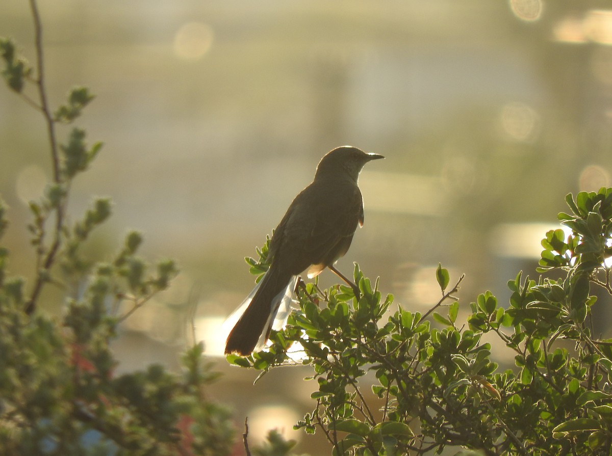 Northern Mockingbird - Janet  Guardiola