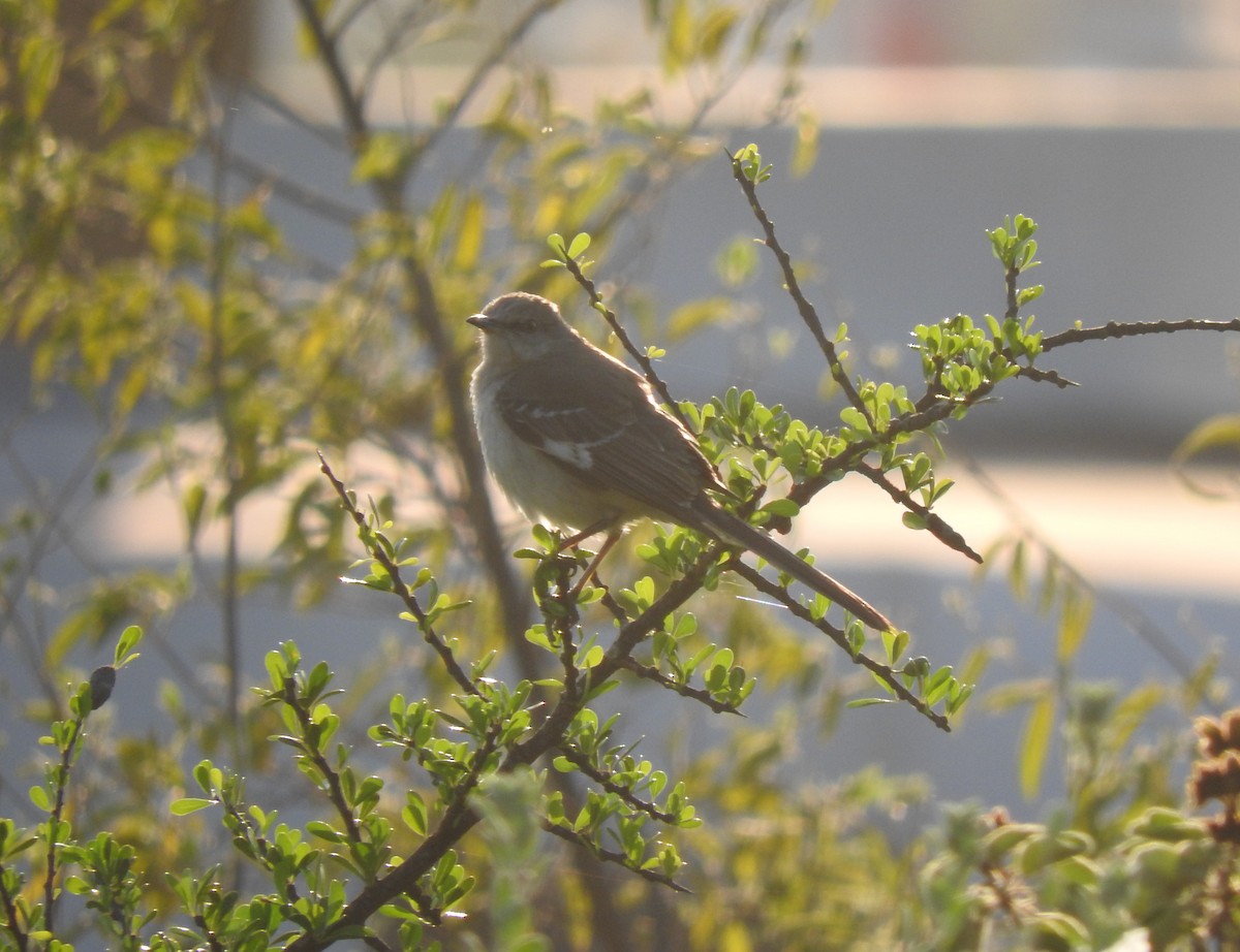 Northern Mockingbird - ML152681791