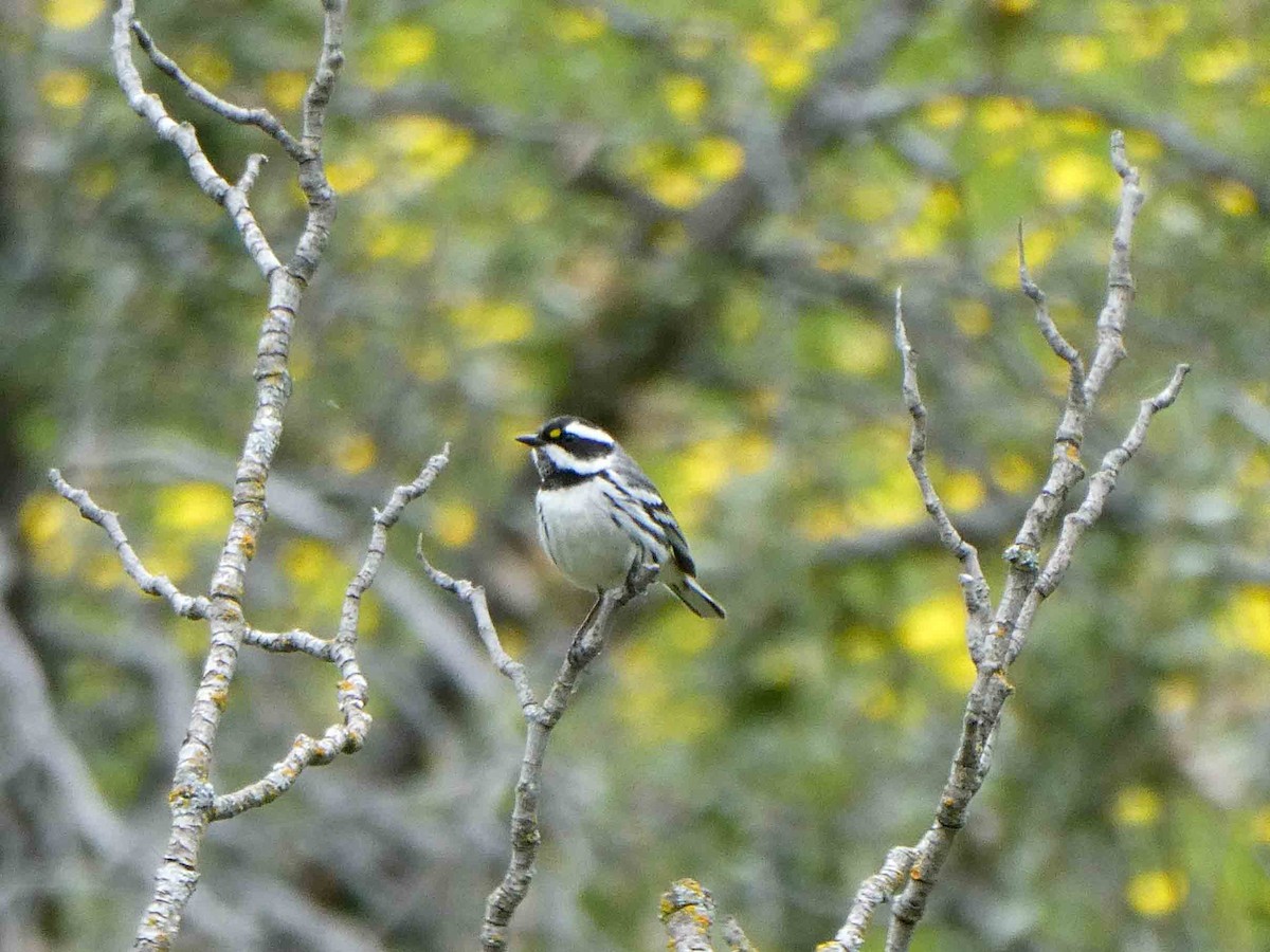 Black-throated Gray Warbler - 🦆 Dan Pittenger 🦆