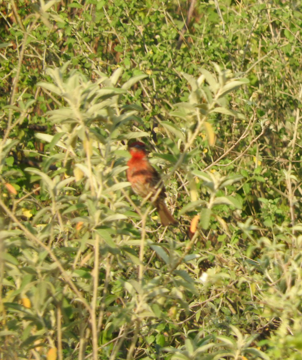 House Finch - ML152682321