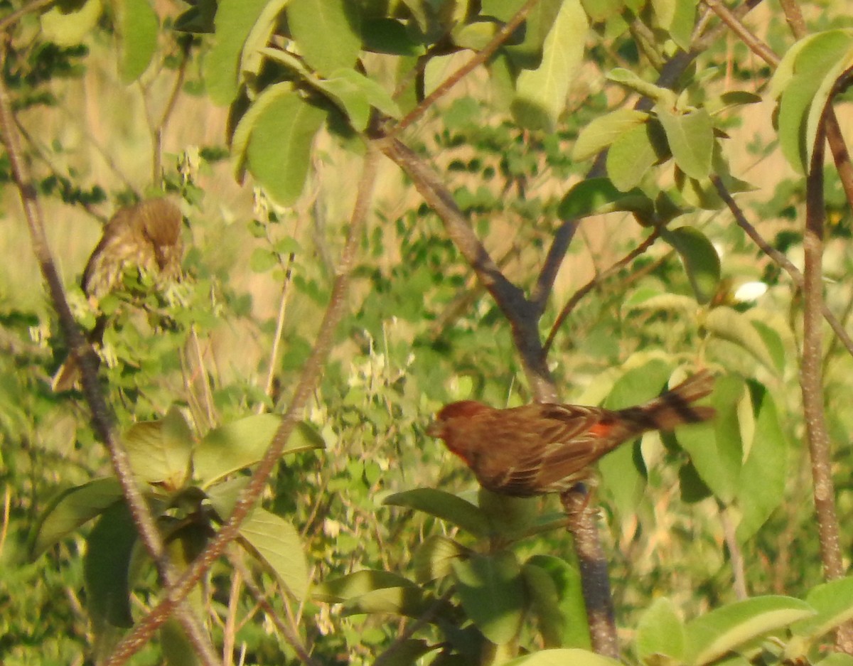 House Finch - ML152682351