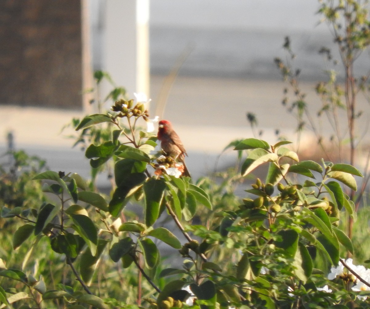 House Finch - Janet  Guardiola