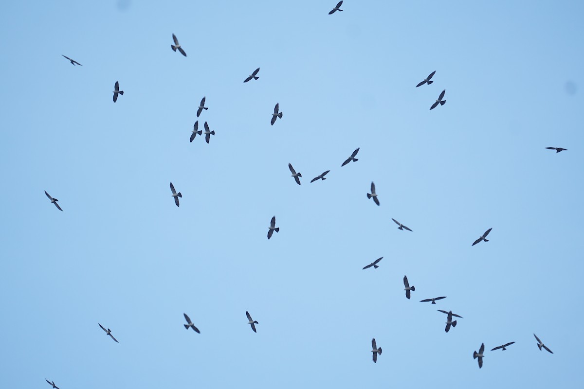 Mississippi Kite - ML152682881