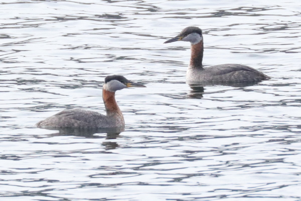 Red-necked Grebe - Warren Cronan