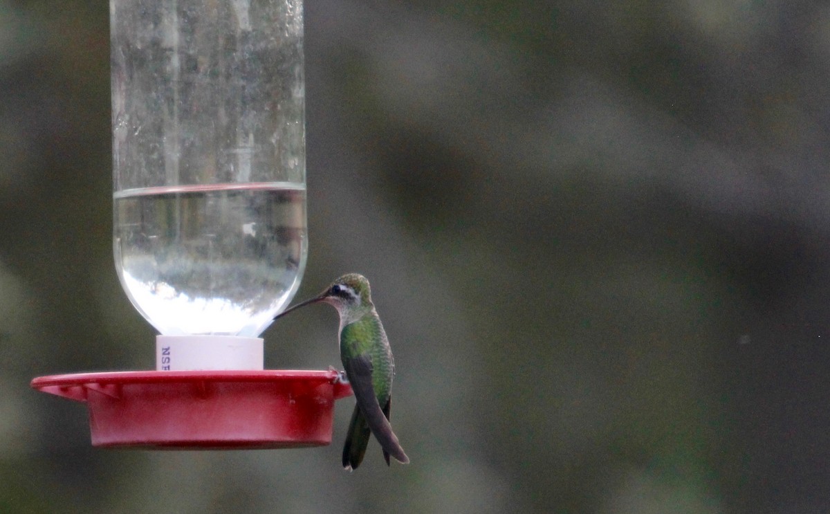 Rivoli's Hummingbird - ML152683251