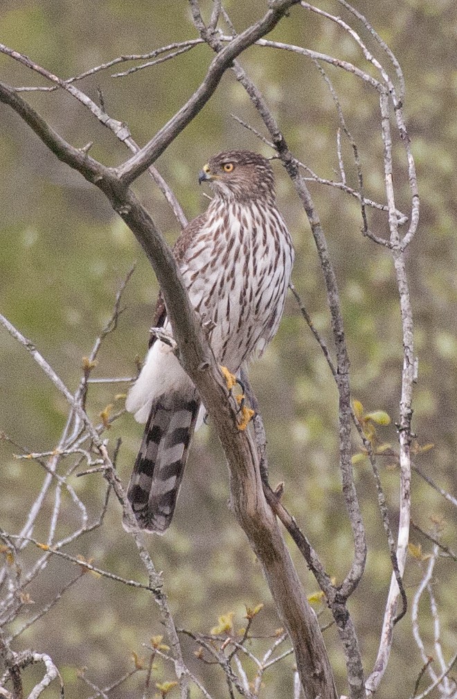 Cooper's Hawk - ML152683371