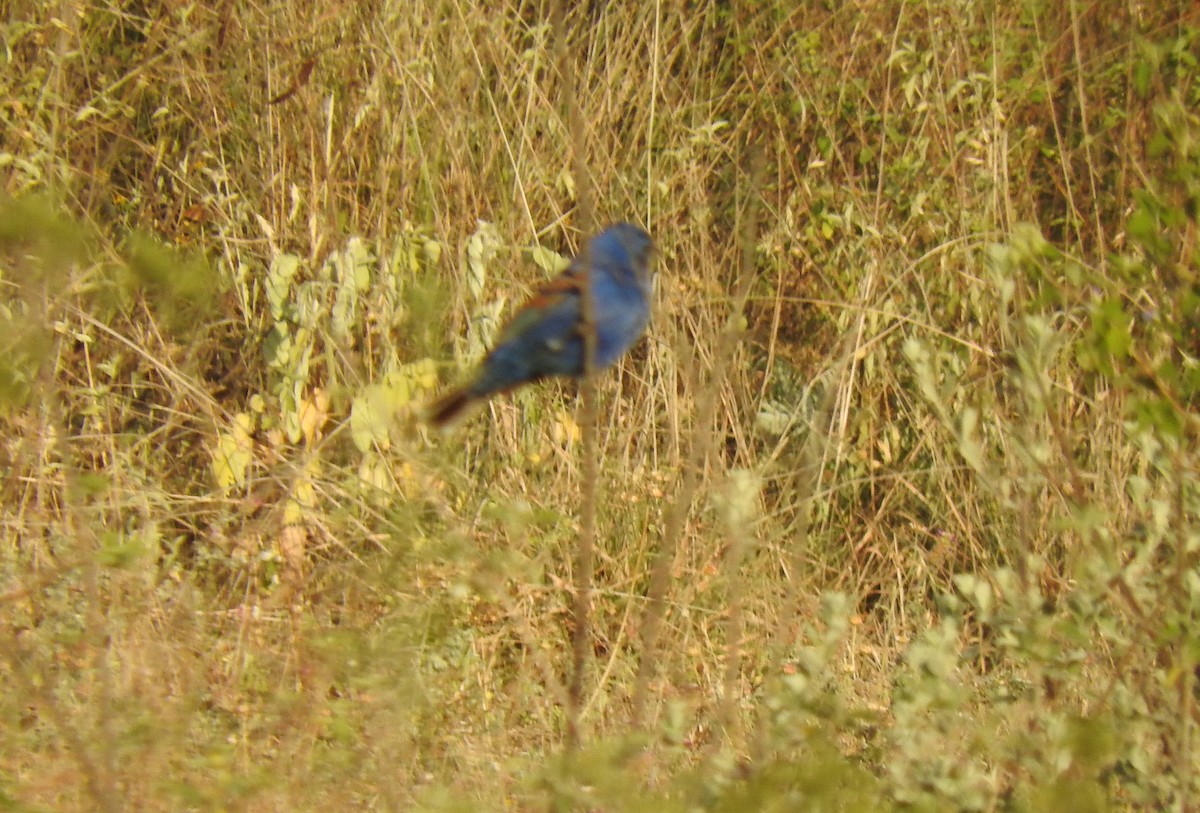 Blue Grosbeak - Janet  Guardiola