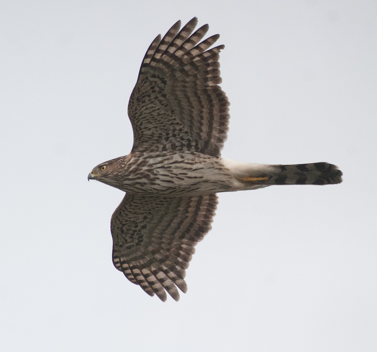 Cooper's Hawk - Colin Clasen