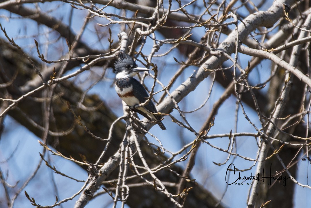 Belted Kingfisher - ML152683451