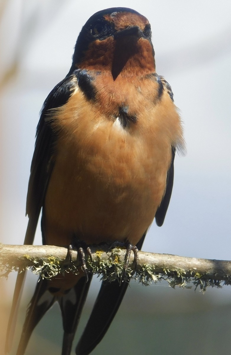 Barn Swallow - Pam Spring