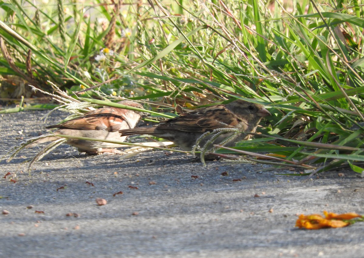 Moineau domestique - ML152683651