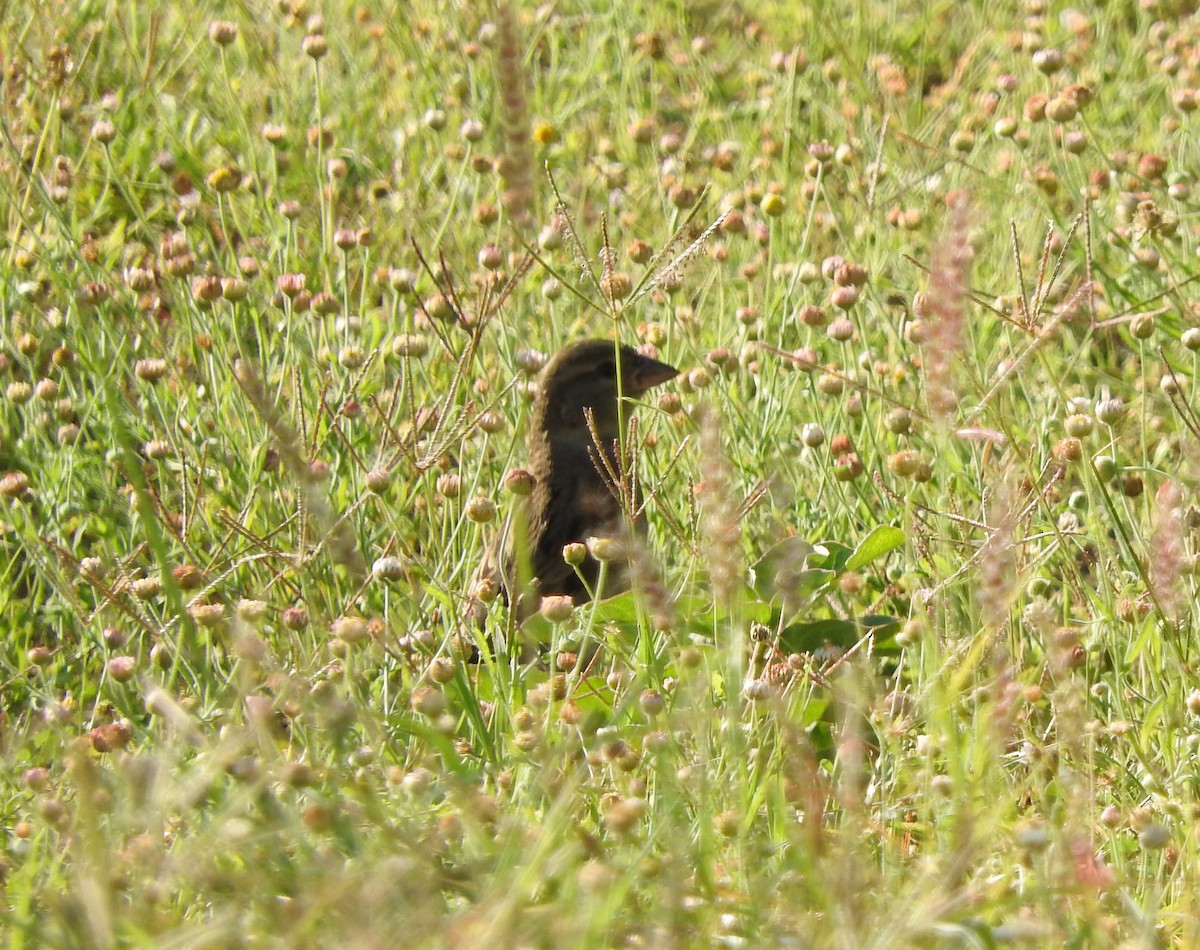 Moineau domestique - ML152684281