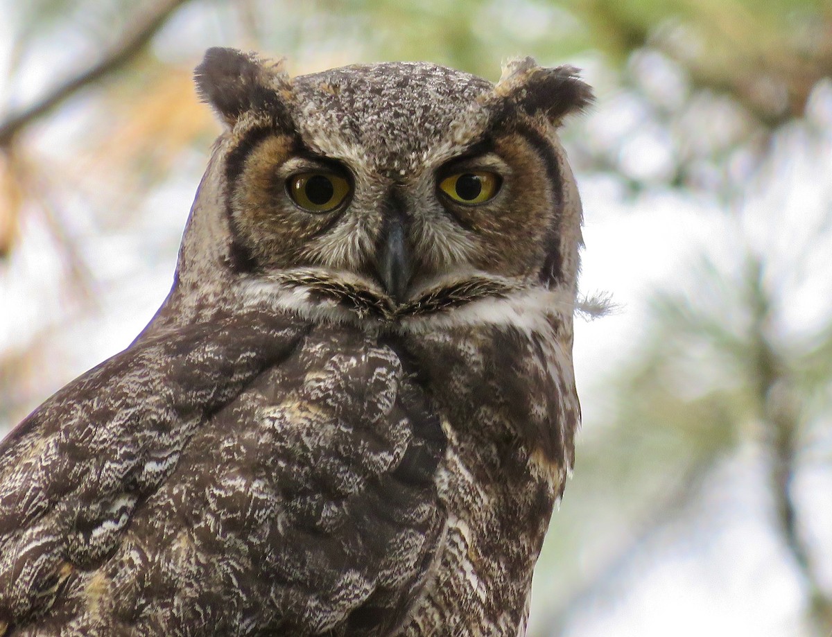 Great Horned Owl - Nick Swan