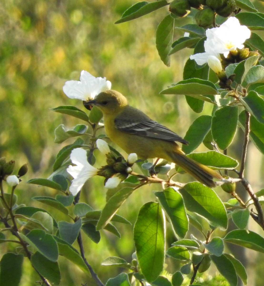 Icterus sp. - ML152684401