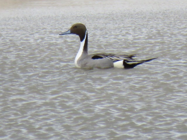 Canard pilet - ML152684451