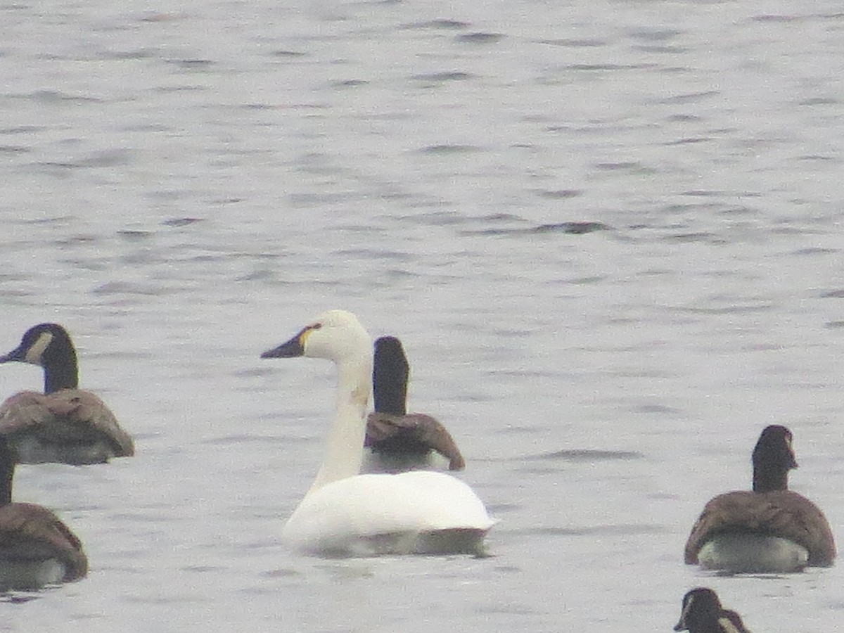 Tundra Swan - ML152684481