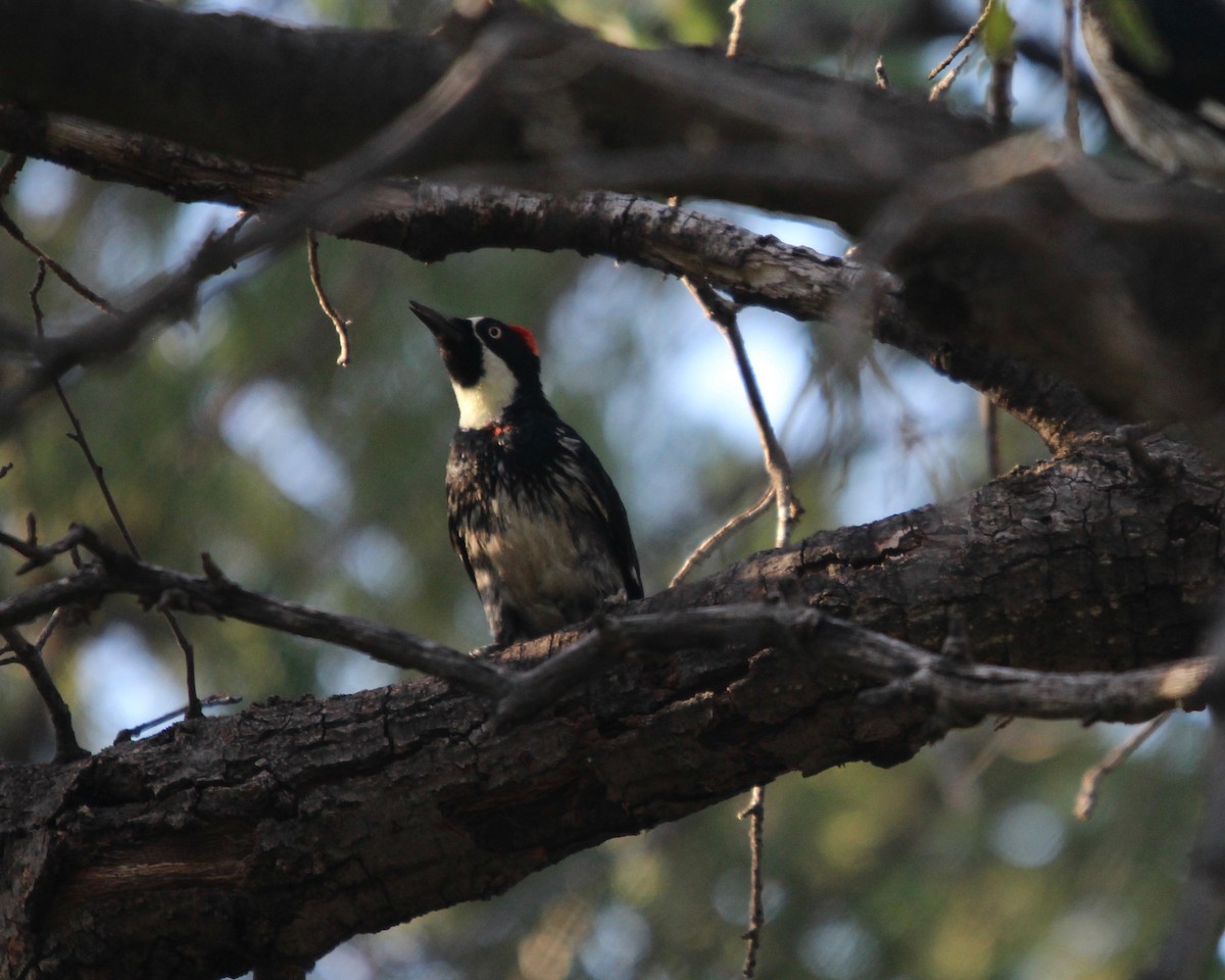 Acorn Woodpecker - ML152684661