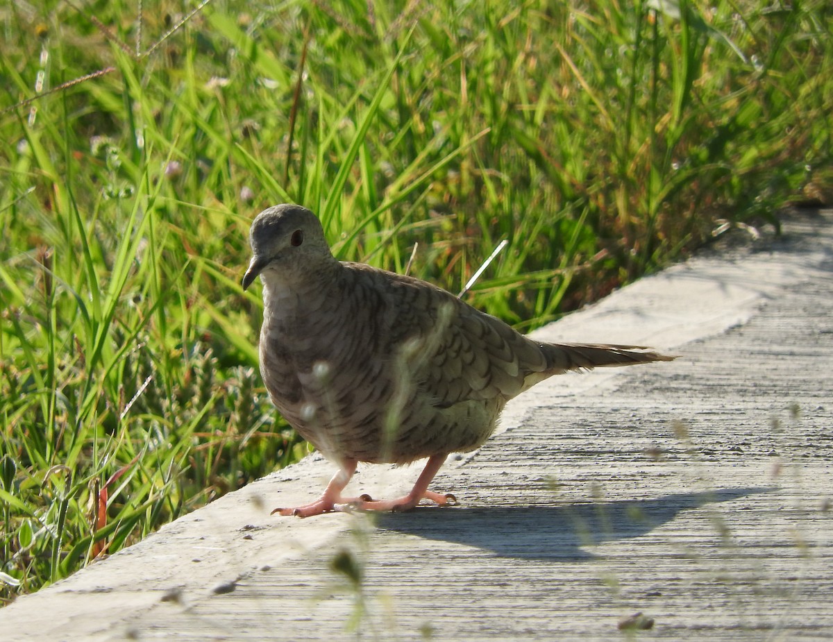 Inca Dove - Janet  Guardiola