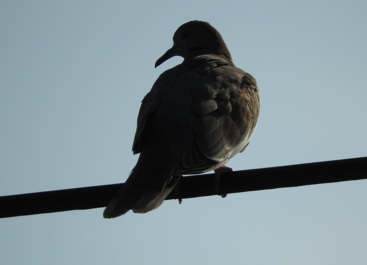 White-winged Dove - ML152684831