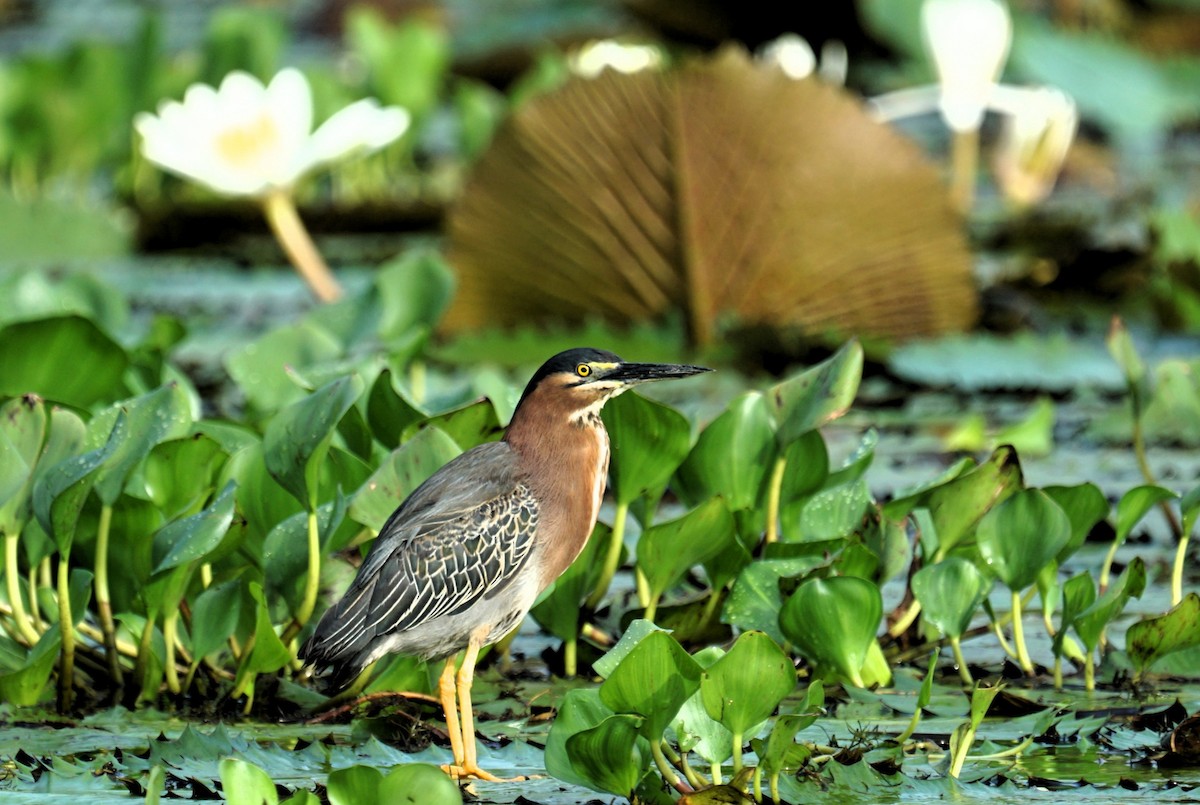 Striated/Green Heron - Beny Wilson