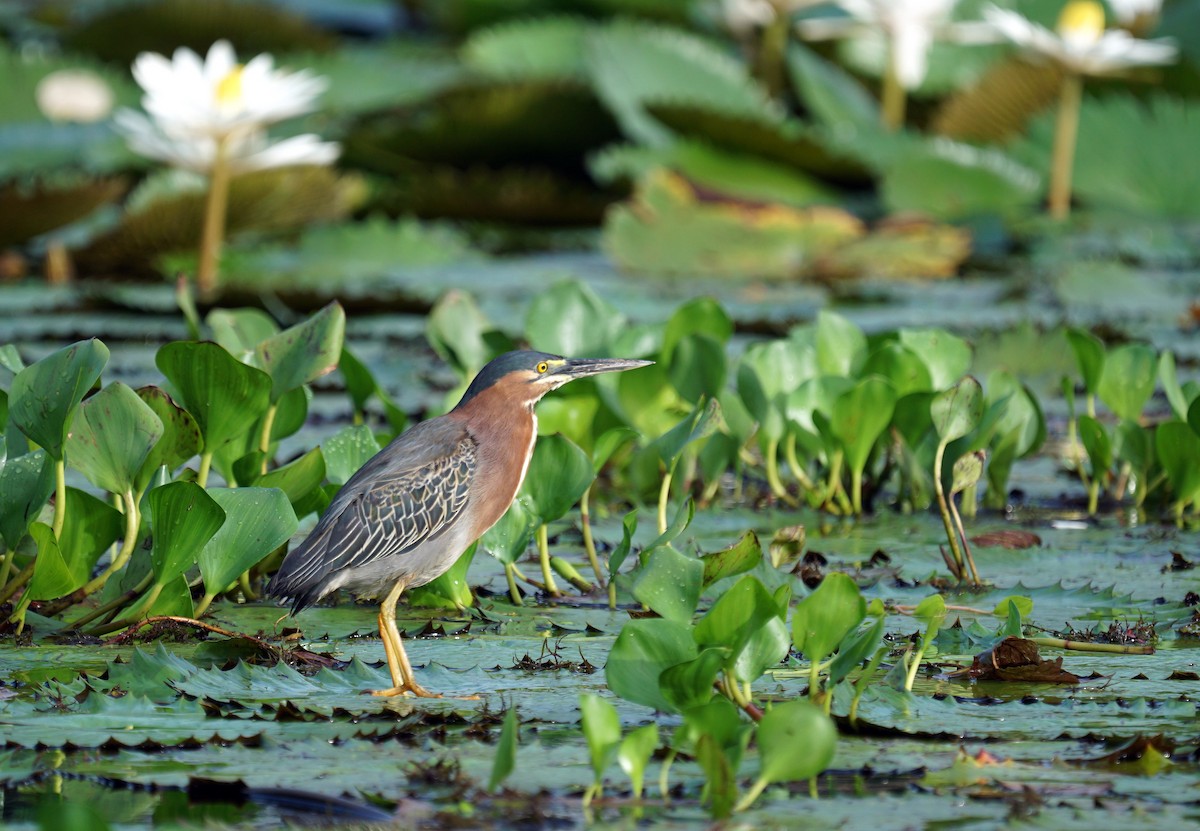 Striated/Green Heron - Beny Wilson